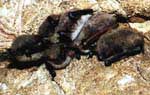 Водяные ночницы и ночницы Бранта во время зимовки. Water bats and Brandt's bat form mixed groups during a hibernation.