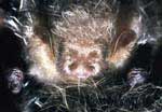 Сибирский трубконос. Long-nosed goblin bat.