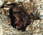 Ушаны (Plecotus auritus) в Барсуковской пещере довольно редки (до 8 особей). Brown long-earned bats (Plecotus auritus) are qiute rare in Barsukovskaya Cave (to 8 individuals).