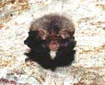 Ушаны (Plecotus auritus) в Барсуковской пещере довольно редки (до 8 особей). Brown long-earned bats (Plecotus auritus) are qiute rare in Barsukovskaya Cave (to 8 individuals).