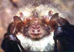 Ушан. Brown long-eared bat.