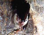 У ушана (Plecotus auritus), когда он спит, ушные раковины подогнуты под крылья и торчат только козелки.The brown long-earned bat auricles are tucked under wings, when a bat sleeps, and so only its traguses are sticked out.