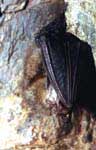 У ушана (Plecotus auritus), когда он спит, ушные раковины подогнуты под крылья и торчат только козелки.The brown long-earned bat auricles are tucked under wings, when a bat sleeps, and so only its traguses are sticked out.