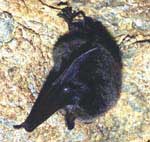 Водяные ночницы (Myotis daubentoni) на зимовке довольно активны. Они периодически просыпаются, чистятся (см.фото) и перелетают на другое место. Water bats (Myotis daubentoni) are quite active during a hibernation. They wake up periodically, clean themselves (see photograph), and fly to another place in the cave.