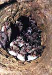 Часто группы водяных ночниц можно обнаружить в трещинах.The groups of water bats can be found in crevices of the cave.