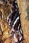 Зимующие водяные ночницы (Myotis daubentoni). Hibernated water bats.