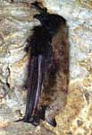 Прудовая ночница (Myotis dasycneme) зацепилась за стену пещеру только задними лапами. This Pond bat (Myotis dasycneme) hooks up on the wall of the cave by hinglegs only.