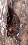 Сибирский трубконос. Long-nosed goblin bat.