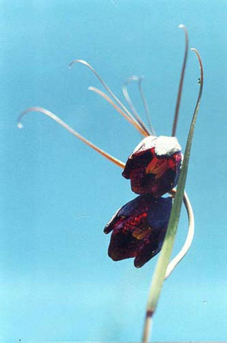   (Fritillaria rutenica)