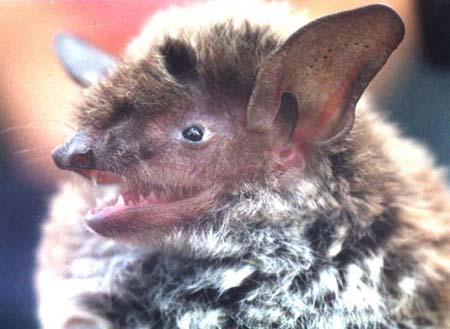 �������� ������� 