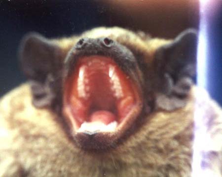 ���������� �����