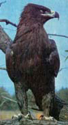 Степняк (Aquila nipalensis)