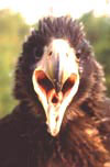 Орлан белоплечий (Haliaeetus pelagicus)