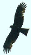 Коршун черный (Milvus migrans)